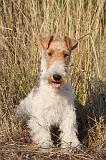 FOX TERRIER 039